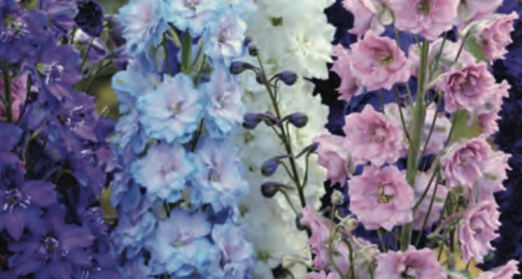 szarkaláb- Delphinium cultorum "Fantasy Mix"