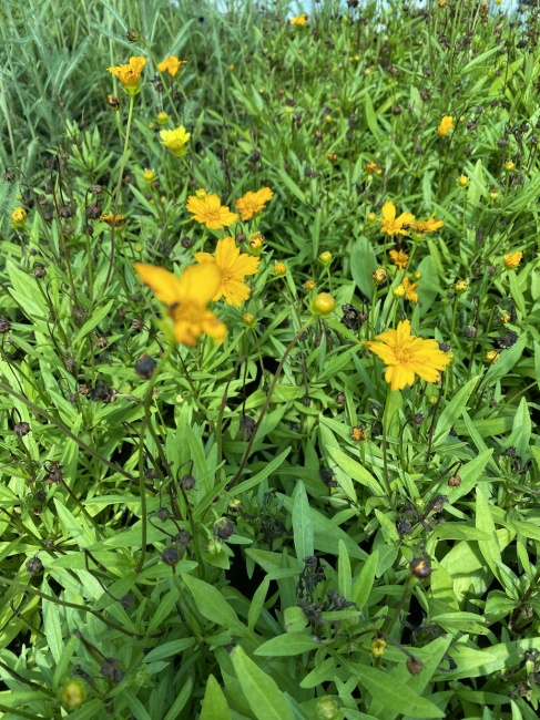 menyecskeszem- Coreopsis auriculata "Limoncello Golden"