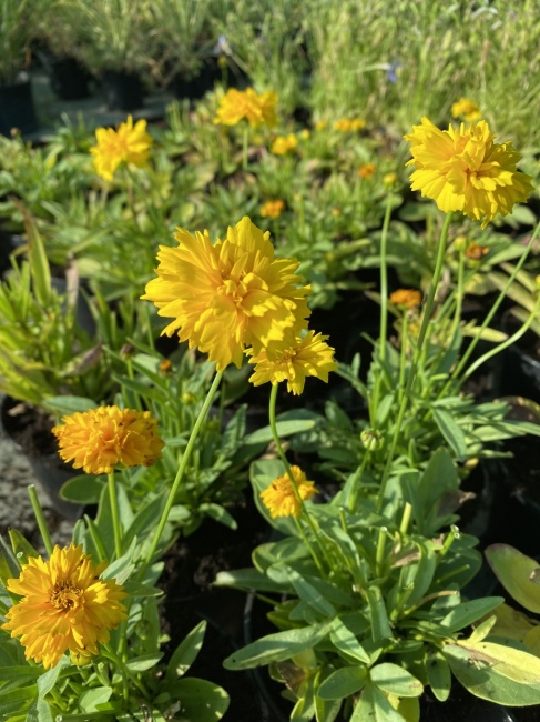 menyecskeszem- Coreopsis auriculata "Moon Swirl"