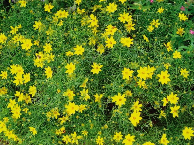 keskenylevelű menyecskeszem- Coreopsis verticillata 'Zagreb'