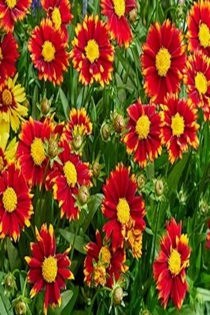 nagyfészkű menyecskeszem- Coreopsis grandiflora 'UpTick Red'