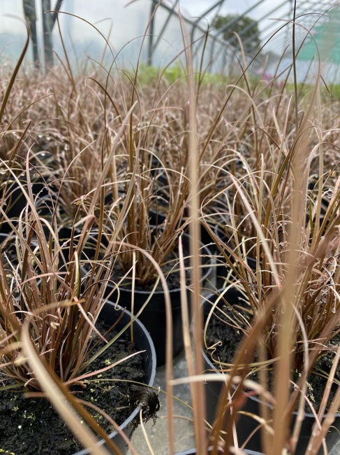 új-zélandi sás- Carex comans "Frosted Curls"