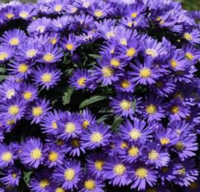 törpe őszirózsa- Aster "Island Samoa"