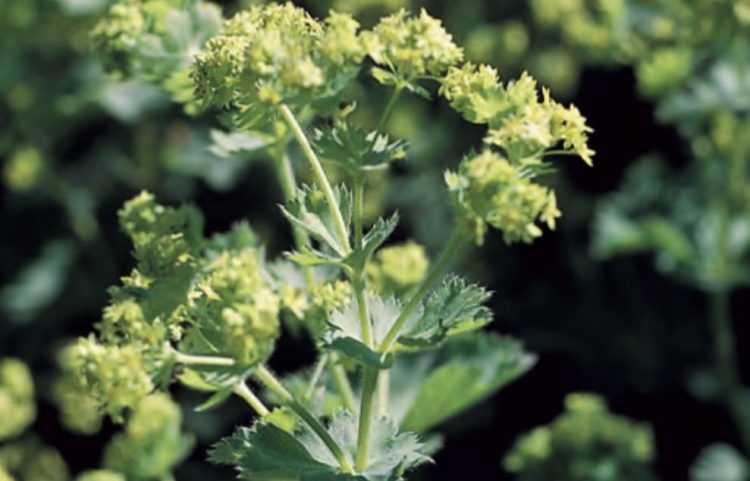 lágyszőrű palástfű- Alchemilla mollis "Thriller"