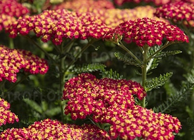 cickafark- Achillea millefolium "Skysail Fire"