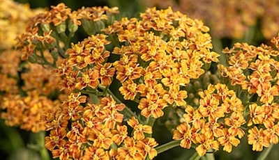 cickafark- Achillea millefolium "Terracotta"