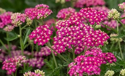 cickafark- Achillea millefolium "Appleblossom"