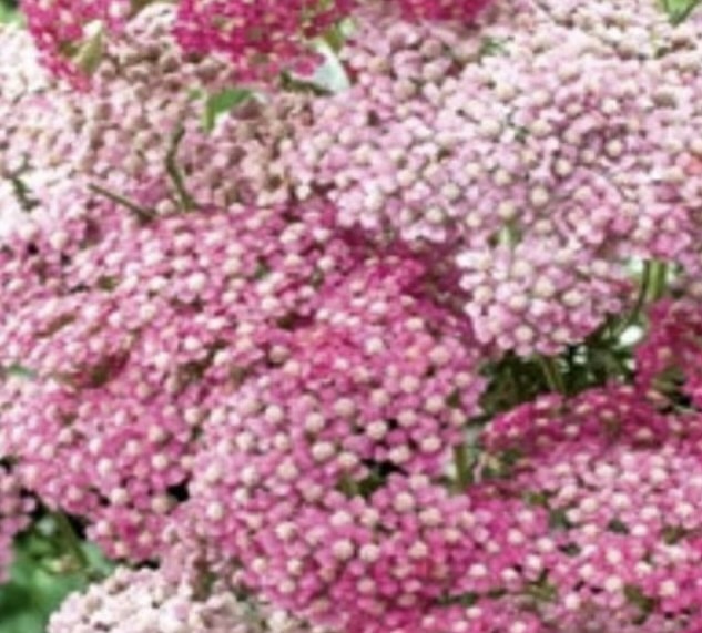 cickafark- Achillea millefolium "Appleblossom"