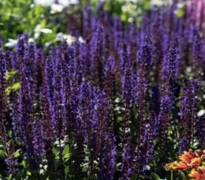 ligeti zsálya-Salvia nemorosa Midnight Purple