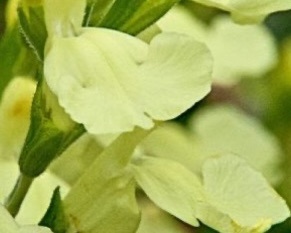 őszi zsálya-Salvia gregii 'Limon Light'