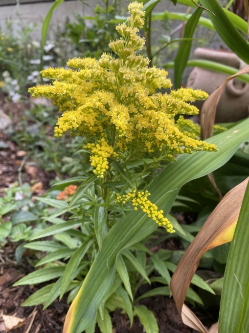 kanadai aranyvessző- Solidago canadensis "Sweety"