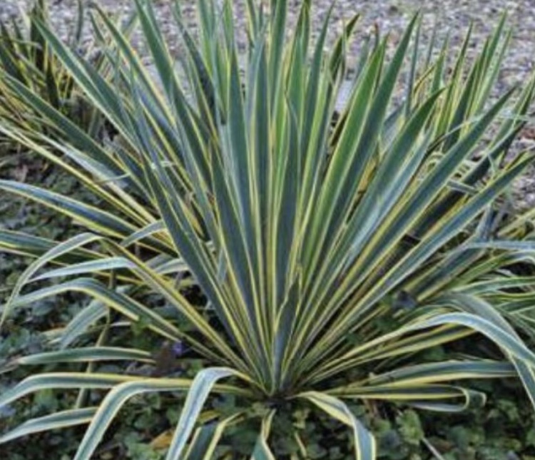 kerti pálmaliliom- Yucca filamentosa "Bright Edge"