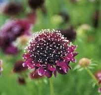 galambszínű ördögszem- Scabiosa columbaria Summer Nights'