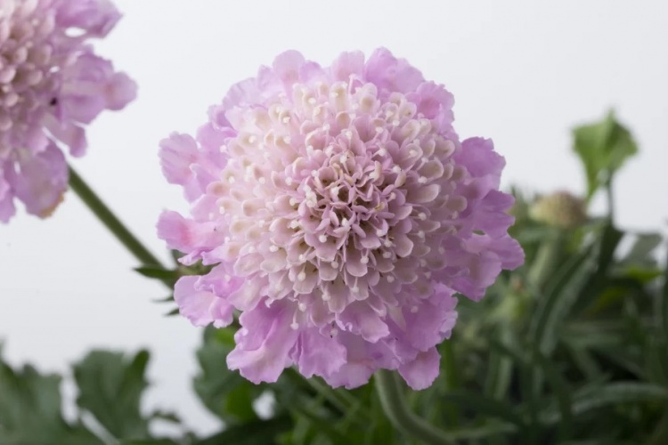 galambszínű ördögszem- Scabiosa columbaria "Pink Mist"