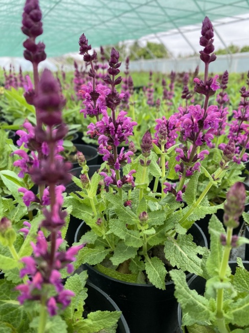 ligeti zsálya-Salvia nemorosa- Royal Magenta