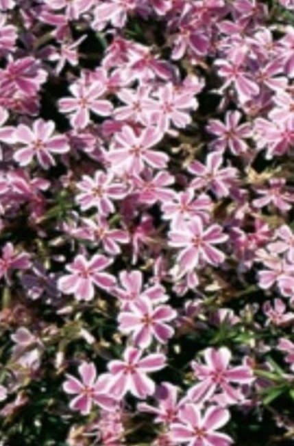 árlevelű lángvirág- Phlox subulata "Candy Stripe"