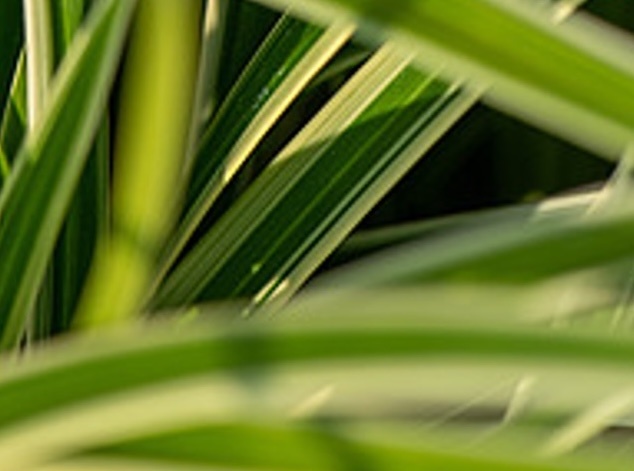 tarka sás - Carex morrowii 'Ice dance'