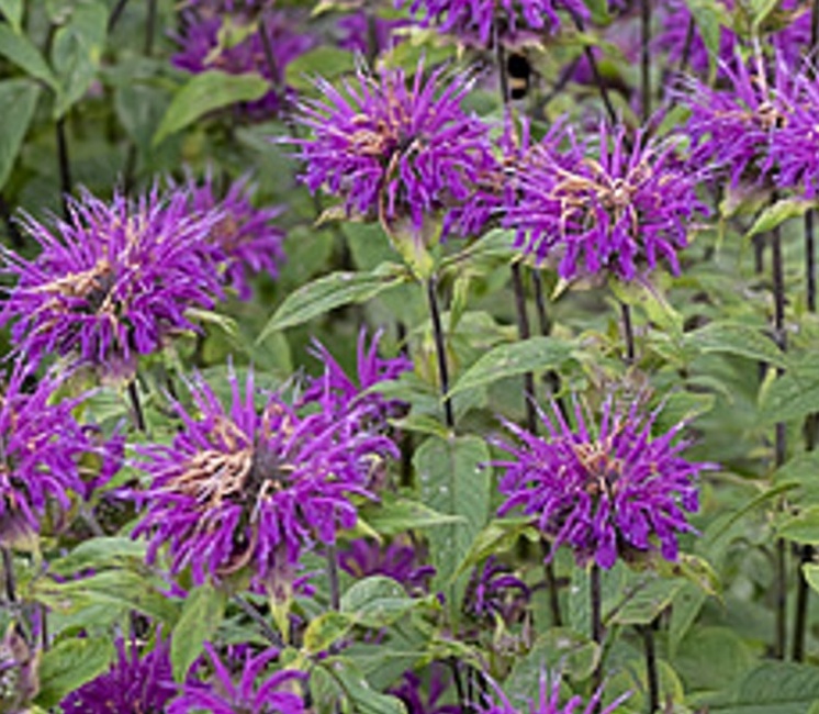 méhbalzsam- Monarda hybrida 'Blaustrumpf'