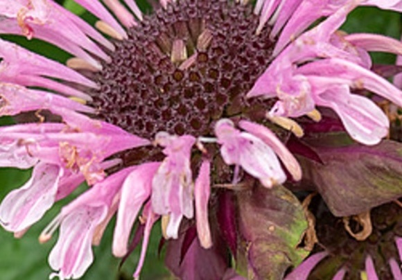 méhbalzsam- Monarda didyma "Beauty of Cobham"
