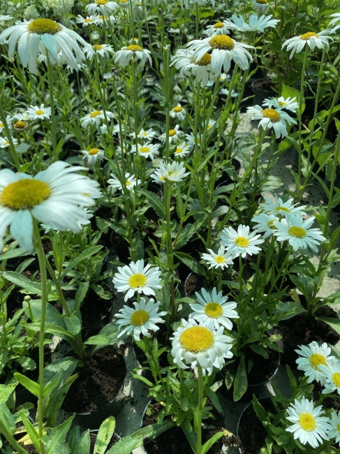 margaréta- Leuchantemum maximum "Sweet Daisy Birdy"