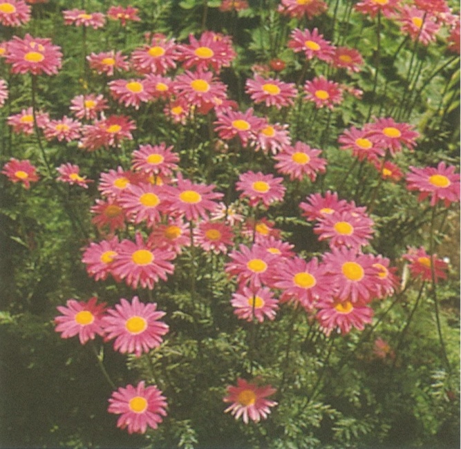rózsaszín margitvirág - Tanacetum coccineum 'Robinsons Rose'