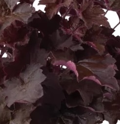 tűzeső- Heuchera americana 'Palace Purple'