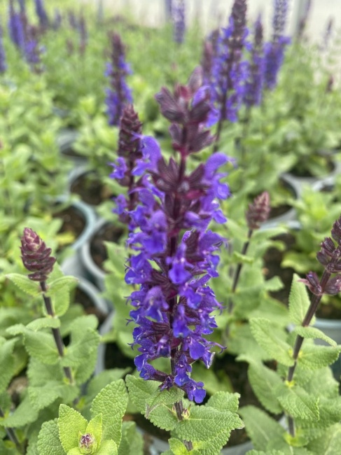 ligeti zsálya- Salvia nemorosa Salute Blue