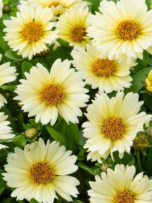 nagyfészkű menyecskeszem- Coreopsis grandiflora 'UpTick Cream'
