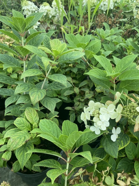 bugás hortenzia- Hydrangea paniculata "Polestar"