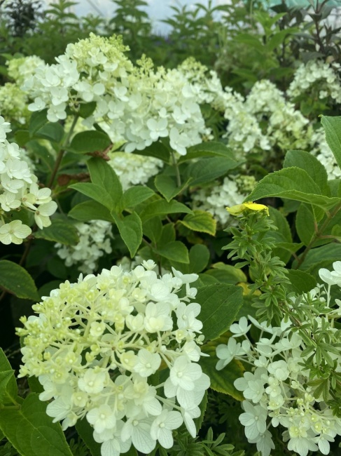 bugás hortenzia- Hydrangea paniculata "Silver Dollar"