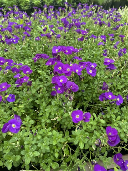 pázsitviola- Aubrieta gracilis "Rock on Blue"