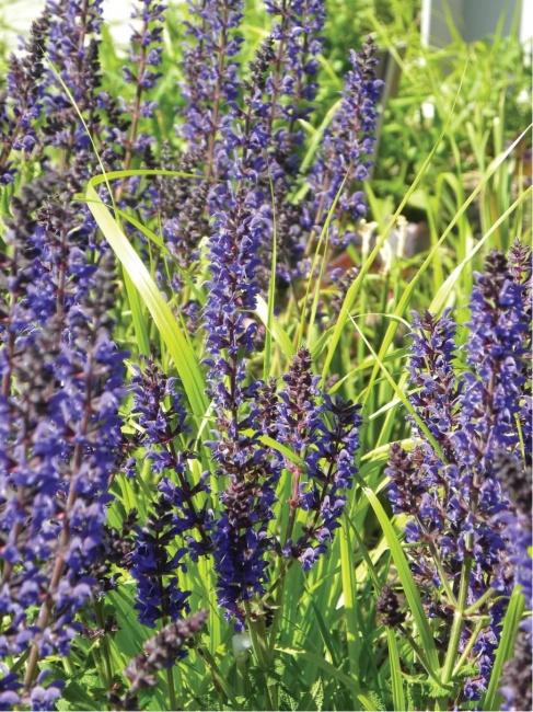 ligeti zsálya - Salvia nemorosa 'Caradonna'