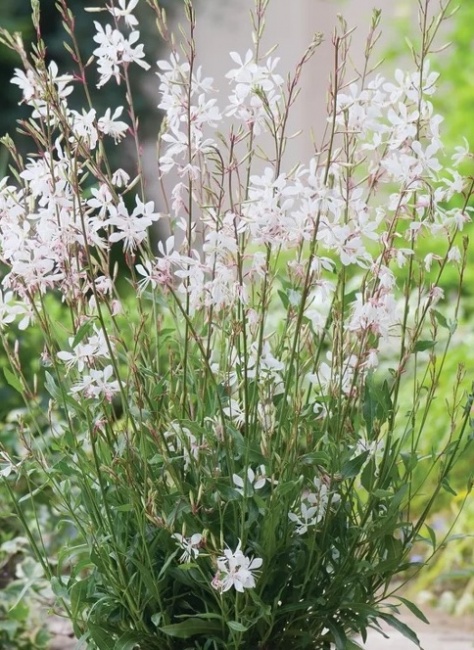 évelő díszgyertya - Gaura lindheimeri 'Gaudi Medium White'