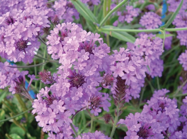 lila verbéna - Verbena rigida 'Venosa Lilac'