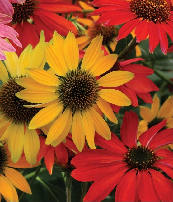 kasvirág - Echinacea hybrida 'Cheyenne Spirit'