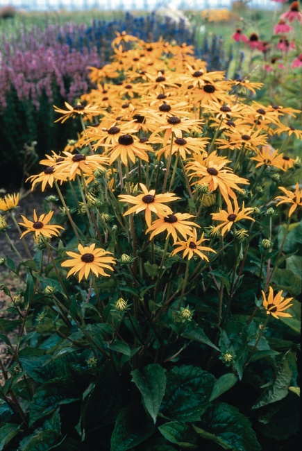 pompás kúpvirág - Rudbeckia 'Goldsutrm'