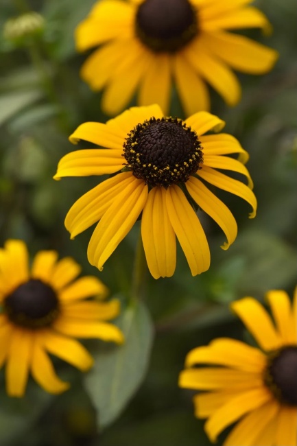 pompás kúpvirág - Rudbeckia flugida 'GoldBlitz'
