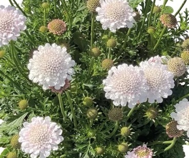 galambszínű ördögszem- Scabiosa columbaria 'White'