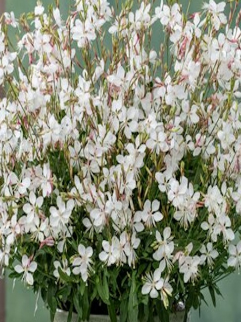 évelő díszgyertya - Gaura lindheimeri 'Ellura White'