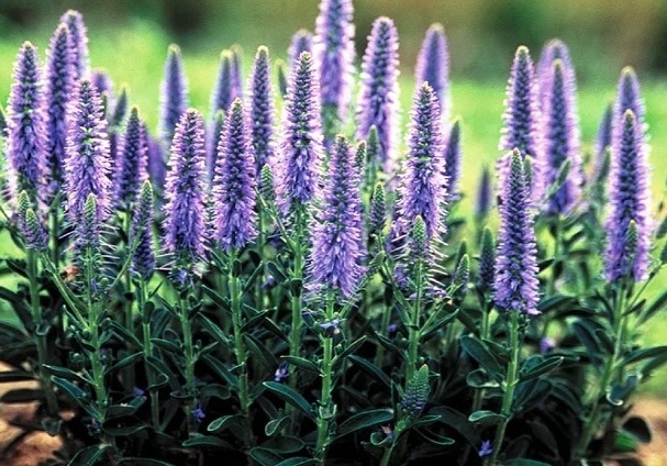 macskafarkú veronika - Veronica spicata 'Nana Blauteppich' 