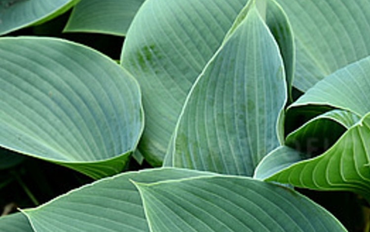 árnyékliliom- Hosta "Halcyon"