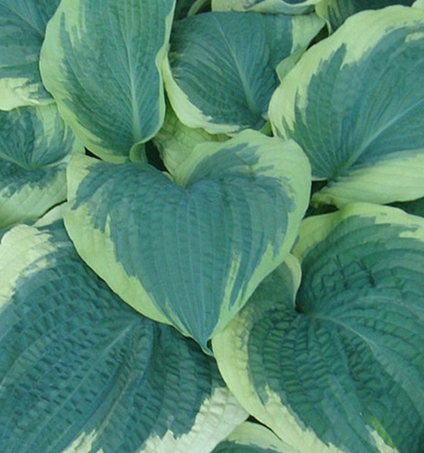 árnyékliliom - Hosta 'American Halo' árnyékliliom - Hosta 'American Halo'
