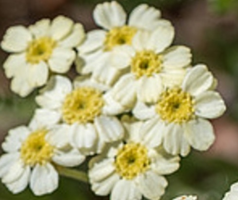 cickafark- Achillea lewisii 'King Edward'