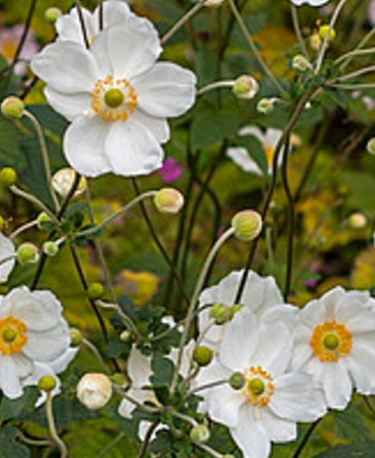 japán szellőrózsa- Anemone 'Honoring Jobert'