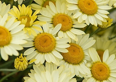 sárga pipitér - Anthemis hybrida 'E.C. Buxton'