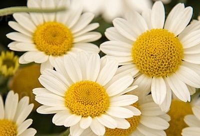 festő pipitér - Anthemis tinctora 'Sauce Hollandaise'