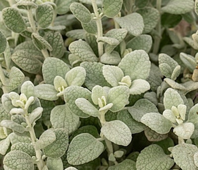 görög peszterce - Ballota Pseudodictamnus 'Compact Form'