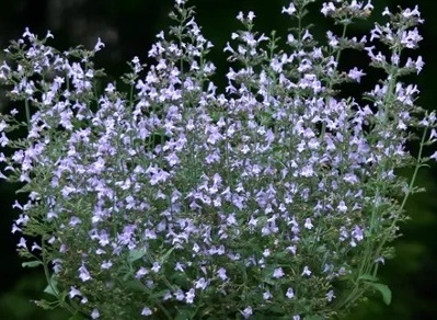 mirigyes pereszlény - Calamintha nepeta 'Marvelette Blue'