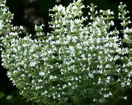 mirigyes pereszlény - Calamintha nepeta 'Marvelette White'