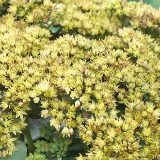 pompás varjúháj- Sedum telephium 'Yellow Delicat'